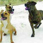 Tres de los perros que tenía la familia en la finca de Colmenar de Oreja, en la calle Ibor 578