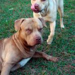 Dos perros de raza potencialmente peligrosa