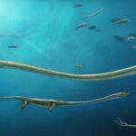 Reconstrucción de un Dinocephalosaurus con la cría en su interior comiendo un pez. / Dinghua Yang