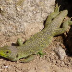Un ejemplar de lagarto