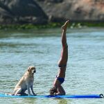 Cada vez son más las actividades o deportes que se pueden realizar con perros, como «paddle surf» o «canicross»