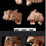 Los Neandertales ya utilizaban palillos hace un millón de años