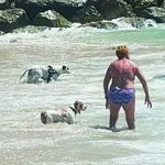 La playa de Llevant habitada para perros ha acogido a más de 10.000 canes.