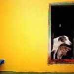 ¿Qué hacer si tu mascota sufre un golpe de calor?