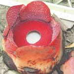 La flor gigante más pequeña del mundo descubierta en Filipinas