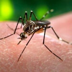 Este es ‘Aedes aegypti’, el mosquito que transmite el virus del Zika, el dengue y el chikunguña