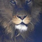 El rey de la selva se extingue