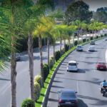 La tala de 300 ficus en tres días en Torremolinos fue el paso de la vuelta ciclista