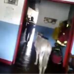 Captura del vídeo grabado por los bomberos