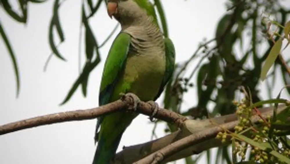 Esta especie ha ido ganando más y más terreno en nuestro país. Algo que afecta, no solo a las aves locales, sino también a la flora, porque sus nidos pueden llegar a pesar hasta 200 kilos