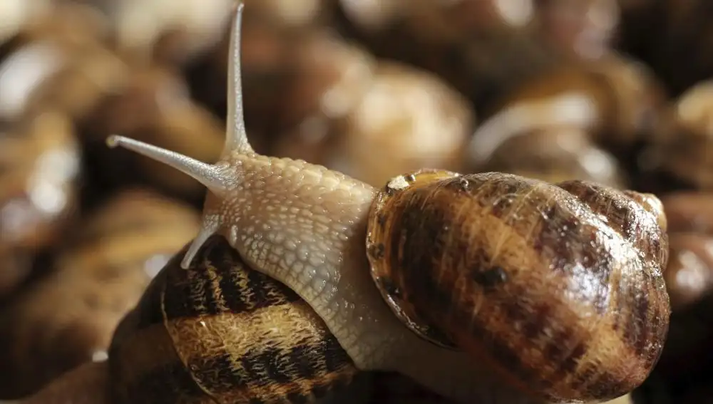 Vista de unos caracoles en una granja