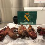 Detenida una mujer en Barajas con un pangolín y 4 puercoespines muertos