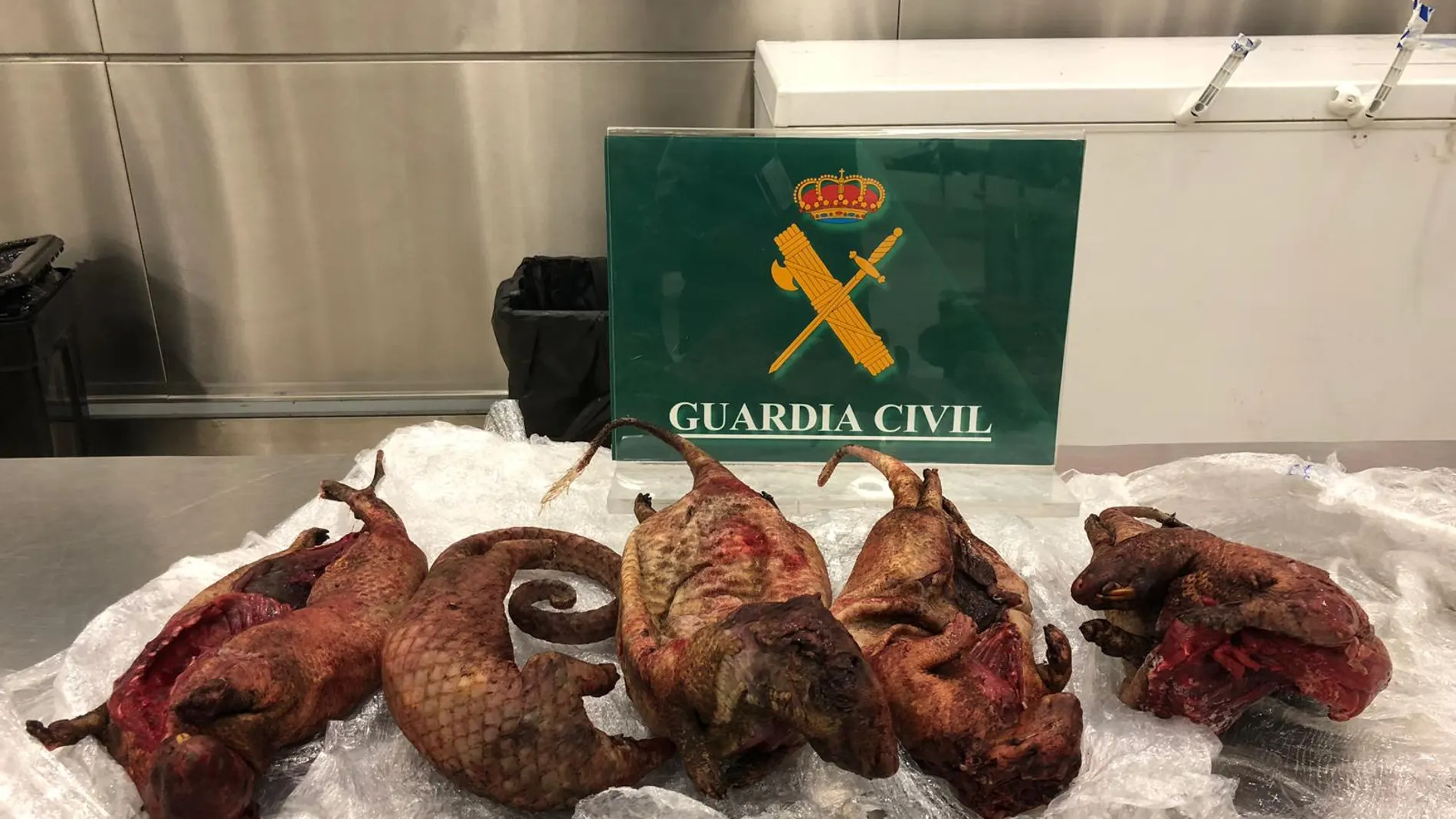 Detenida una mujer en Barajas con un pangolín y 4 puercoespines muertos
