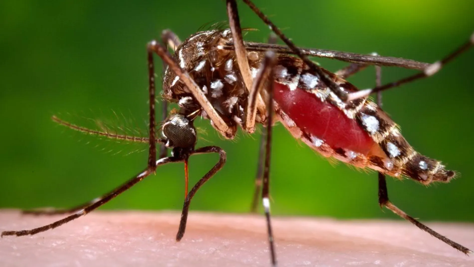 Mosquito tigre