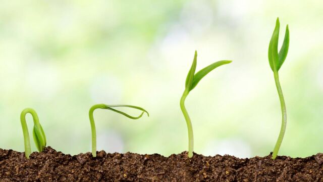 ¿A qué velocidad crecen las plantas?