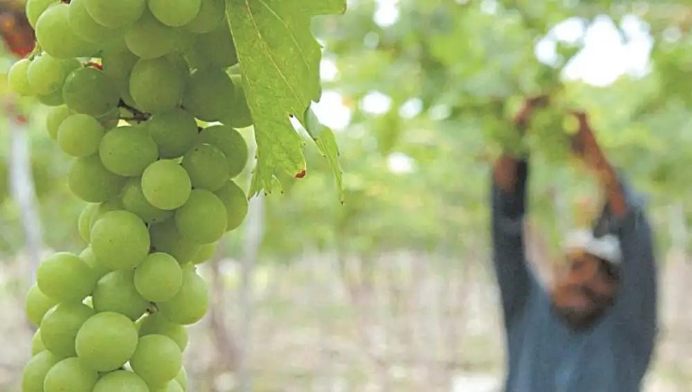 Una fotografía para aprovechar los residuos del vino