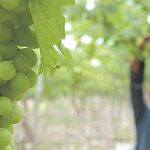 Una fotografía para aprovechar los residuos del vino
