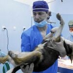 Veterinarios sin crisis