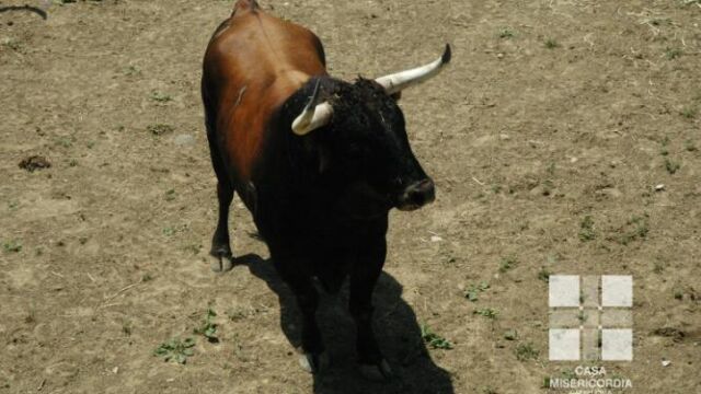 Toros de Cebada Gago