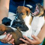 Woman holds in hands puppy as smooth fox terrier. Family hunting dogs.