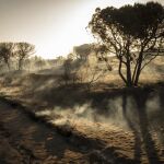 Paraje de Cuesta Maneli tras el incendio de Moguer