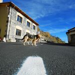 El perro es el animal más rescatado por los refugios. La cifra de gatos también ha aumentado un 28% más respecto al año pasado