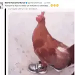 Las redes se llenan de memes sobre el gallo de Manel Navarro