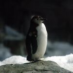 Un ejemplar de pingüino Humboldt