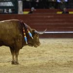 López Simón y «Pasmoso», triunfadores en los premios de las Fallas