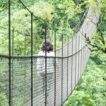 Las partículas volátiles que emiten los árboles para protegerse se los insectos, hongos y sequías podrían también proteger la salud de las personas / Archivo