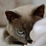 Ha matado a unos 400 gatos y otros pequeños mamíferos, como conejos y zorros / Gtres