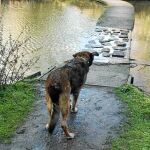 A veces el mejor amigo del hombre ve cómo lo abandonan en los instantes finales de su vida