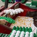 Varios trabajadores desechan los huevos contaminados en una granja avícola de Onstwedde (Holanda)