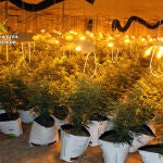 La Guardia Civil desmanteló una plantación de marihuana en una nave industrial en Albudeite. El arrestado ingresó en prisión preventiva
