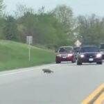 Captura del momento en el que el agente de Policía abre fuego contra la marmota / YouTube