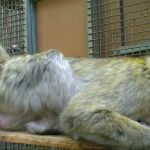 El reto de aprender a ser mono tras una vida entera como mascota