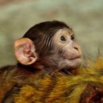 Ejemplar de macaco. / PIXABAY