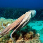 Reino Unido ya reconoce a todos los animales con columna vertebral (vertebrados) como seres sintientes