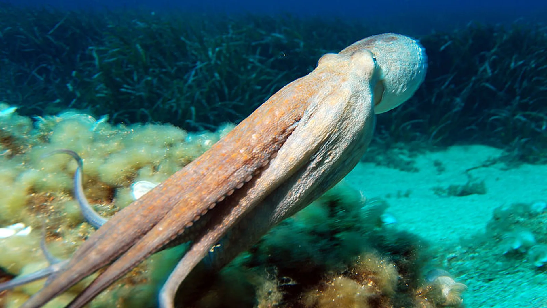 Reino Unido ya reconoce a todos los animales con columna vertebral (vertebrados) como seres sintientes