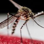 «Mosquito tigre», transmisor del dengue / Foto: Efe