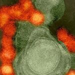 Así se ve la transmisión del zika a través de la cristalografía de rayos X
