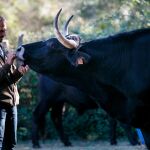El emprendedor ganadero de buey de raza serrana, Enrique Rubio, en la dehesa de Andaluz (Soria) junto a uno de sus animales