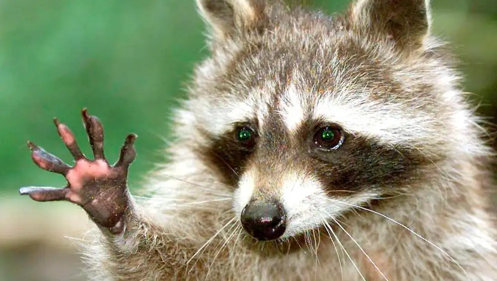 Las primeras parejas de mapaches se detectaron en Rivas en 2003