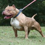 Imagen de archivo de un pitbull, una raza potencialmente peligrosa / Twitter
