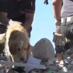 Momento en el que el perro es rescatado