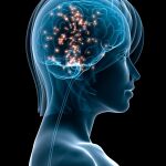 El cerebro humano medio pesa entre 1.300 y 1.600 gramos