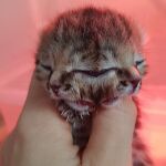 Así es el gato con dos cabezas que tiene enamorado al mundo