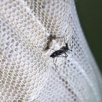 Vista del mosquito Aedes aegypti posado en una malla antimosquitos