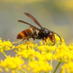 Imagen de una avispa velutina
