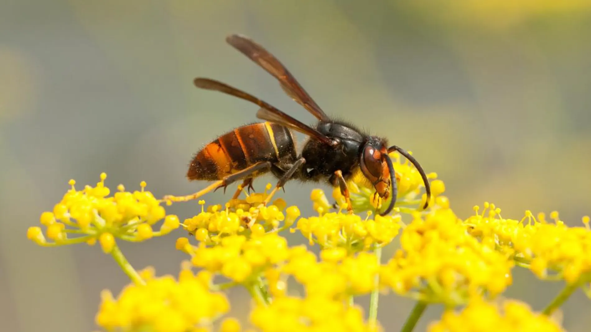Imagen de una avispa velutina